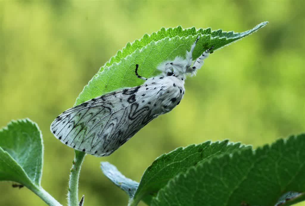 The Feline (Cerura erminea) photographed in Kent by Carol Strafford 