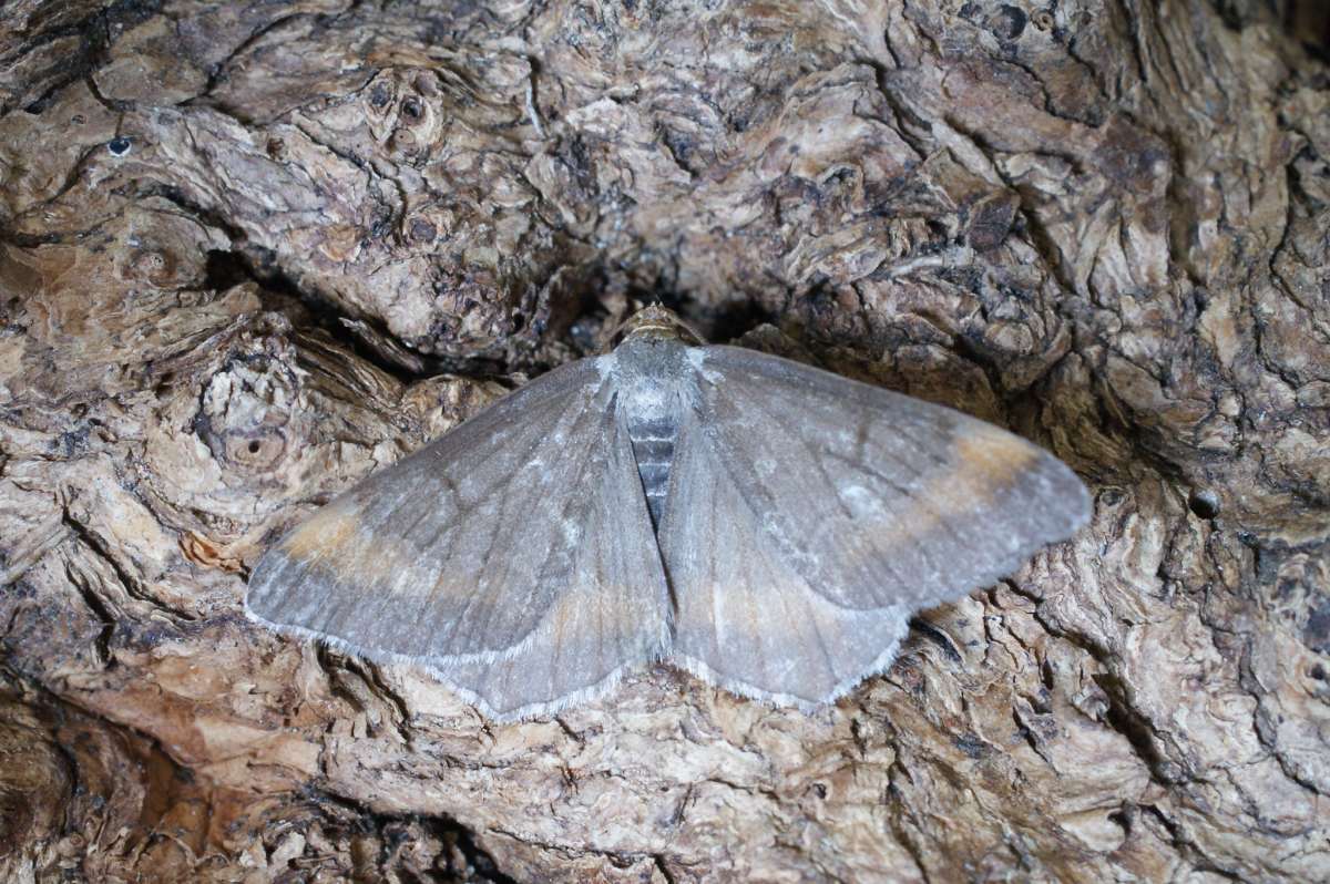 Tawny-barred Angle (Macaria liturata) photographed in Kent by Dave Shenton 