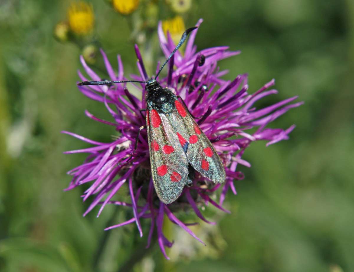 Six-Spot Burnet (Zygaena filipendulae) photographed in Kent by Peter Maton