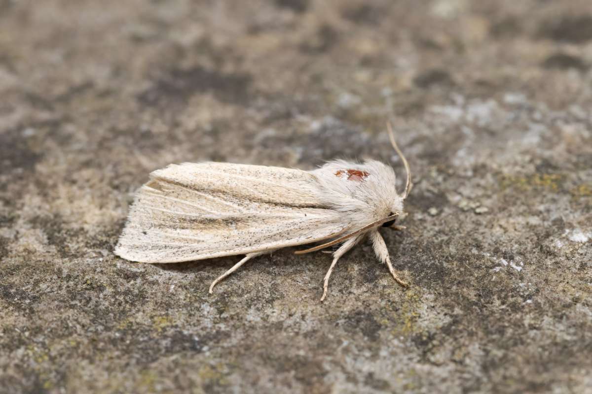 Reed Dagger (Simyra albovenosa) photographed in Kent by Alex Perry