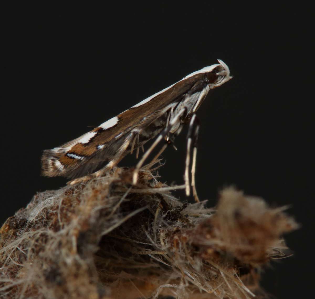 Echium Leaf-miner (Dialectica scalariella) photographed in Kent by Will Langdon 