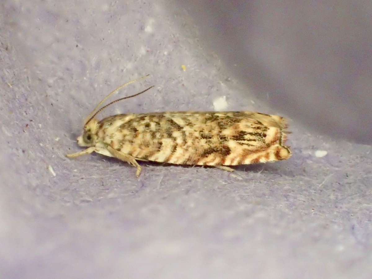 Brindled Shoot (Gypsonoma minutana) photographed in Kent by Dave Shenton
