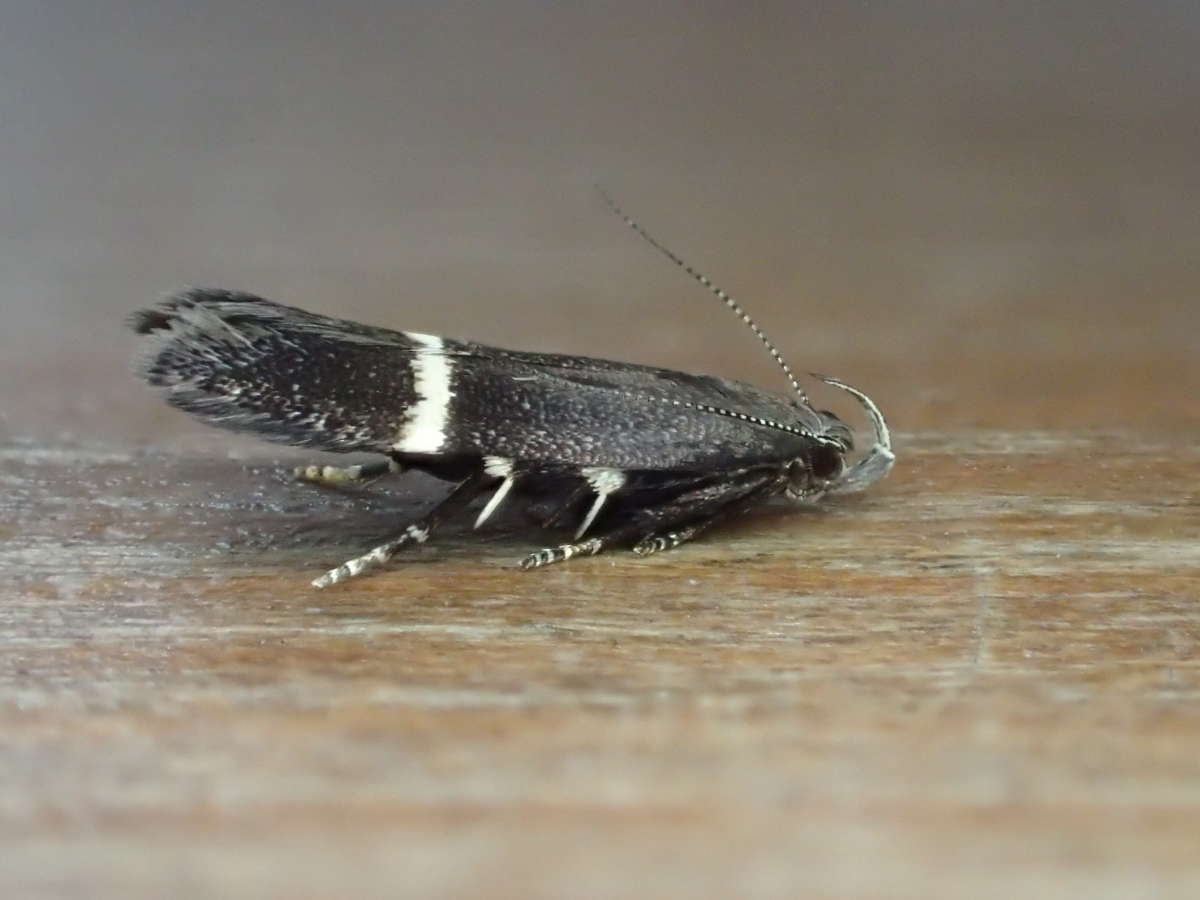 Silver-barred Sober (Aproaerema taeniolella) photographed at Aylesham  by Dave Shenton 