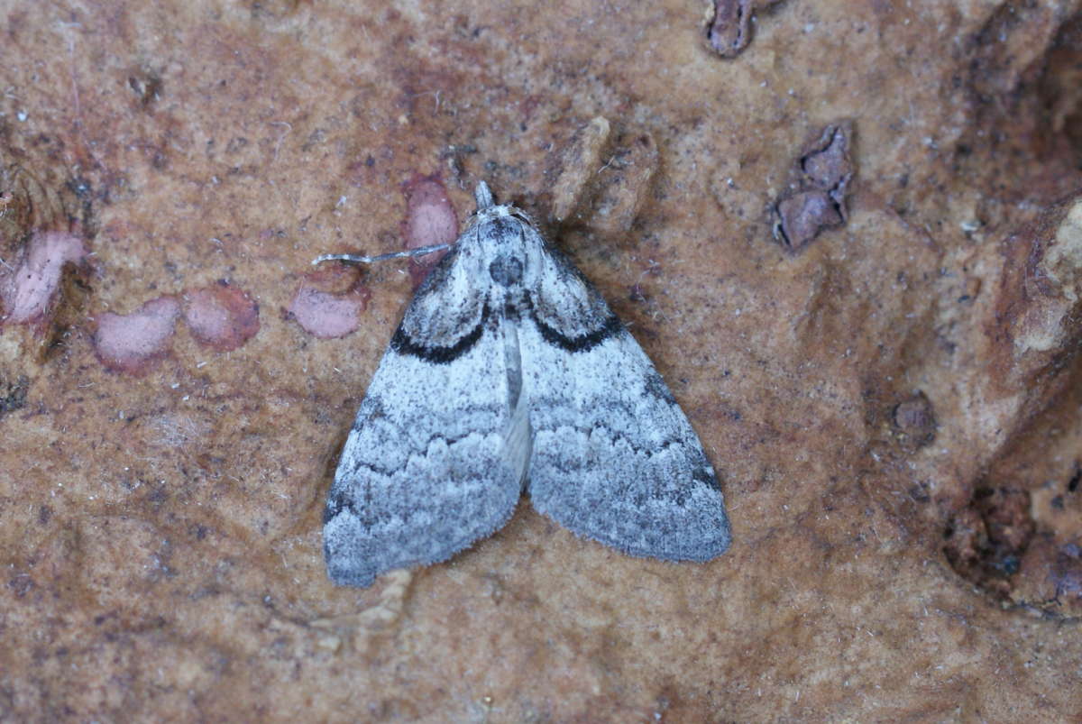 Short-cloaked Moth (Nola cucullatella) photographed at Aylesham  by Dave Shenton 