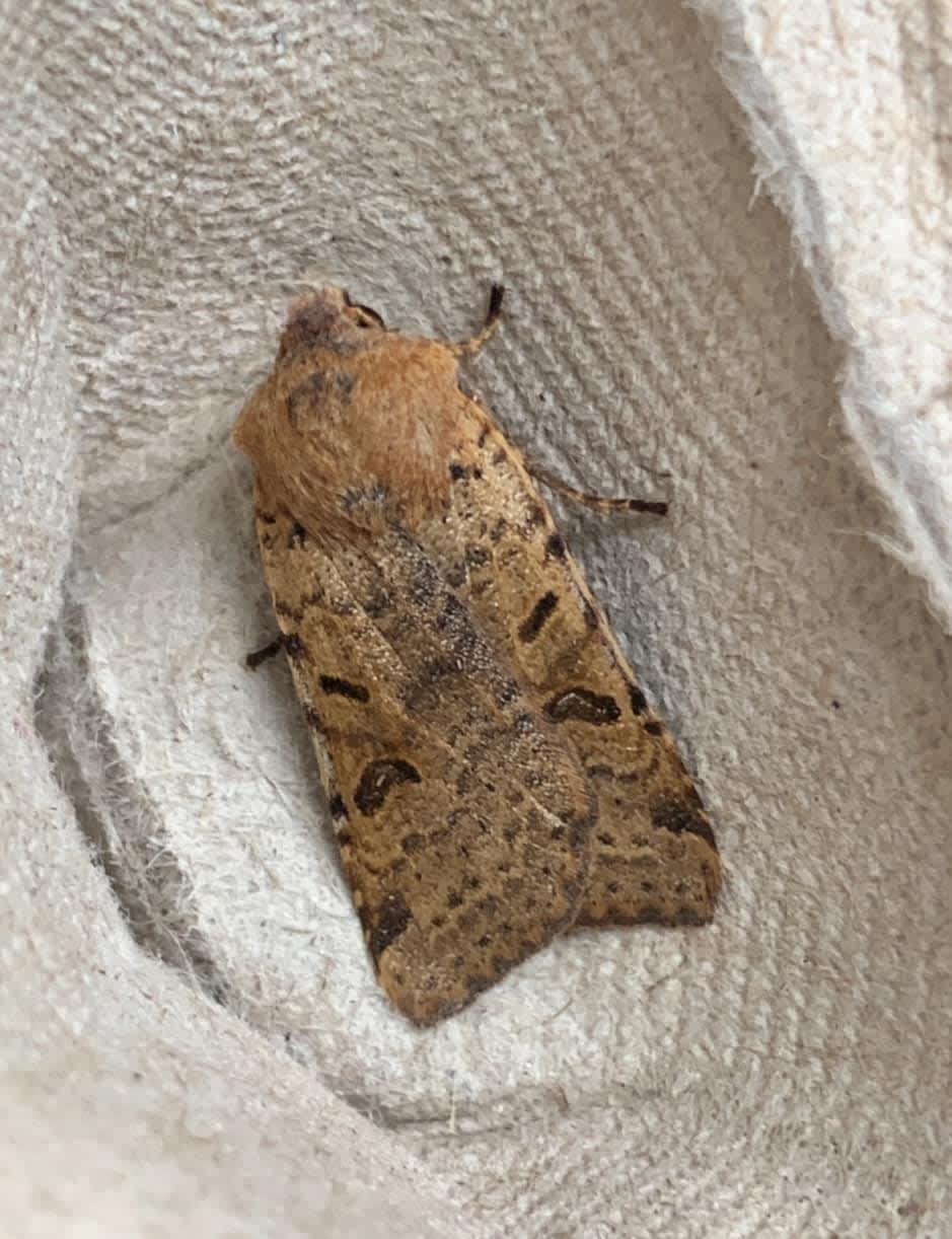 Beaded Chestnut (Agrochola lychnidis) photographed in Kent by Alan Roman