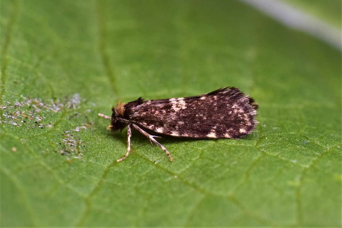 Dotted-margin Bagworm (Diplodoma laichartingella) photographed in Kent by Antony Wren