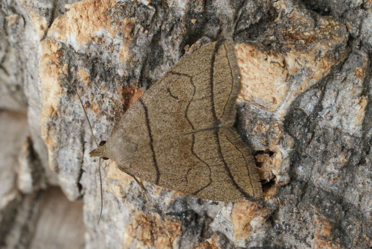 Small Fan-foot (Herminia grisealis) photographed at Aylesham  by Dave Shenton 