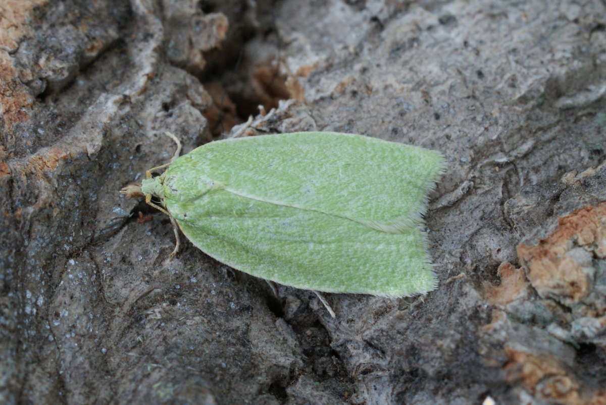 Green Oak Tortrix (Tortrix viridana) photographed at Stodmarsh NNR by Dave Shenton 