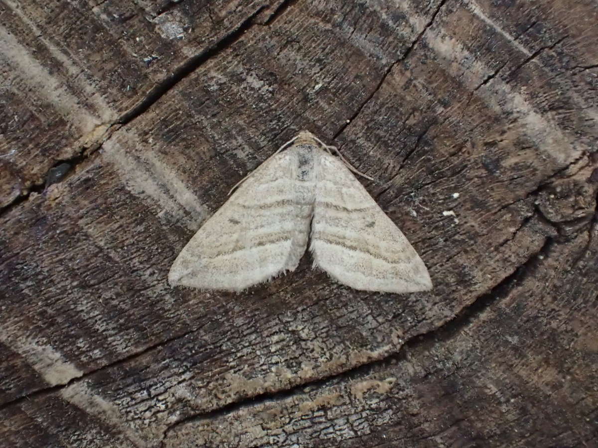 Oblique Striped (Phibalapteryx virgata) photographed at Sandwich Bay by Dave Shenton 