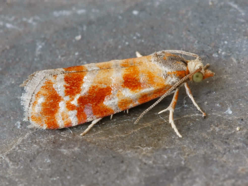 Pine Shoot (Rhyacionia buoliana) photographed in Kent by David Beadle 
