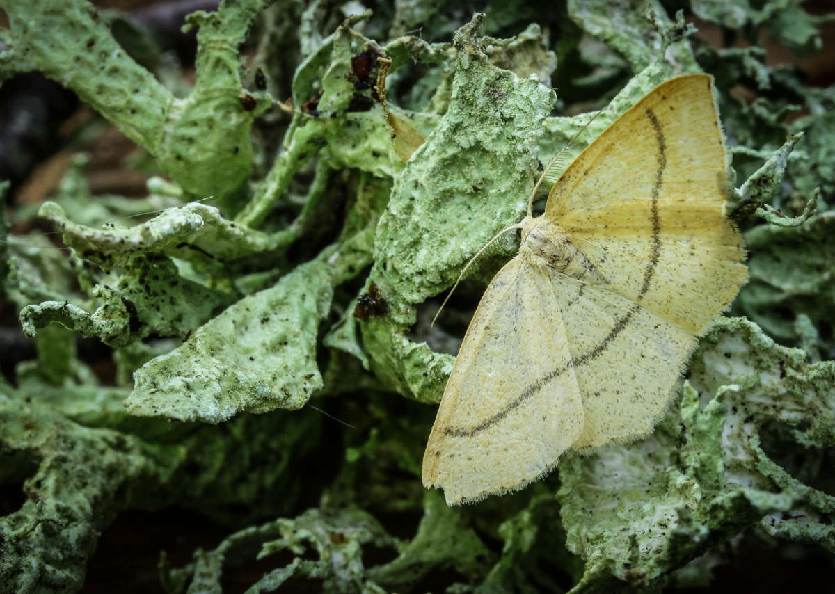 Clay Triple-lines (Cyclophora linearia) photographed in Kent by Carol Strafford 