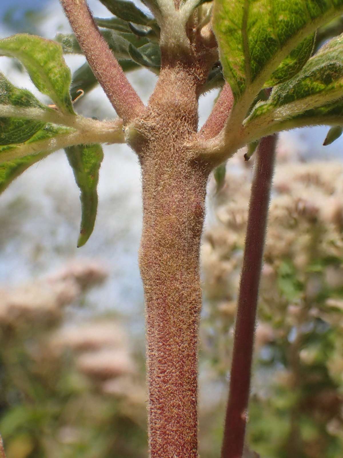 Hemp-agrimony Plume (Adaina microdactyla) photographed at Ruberries Wood by Dave Shenton 