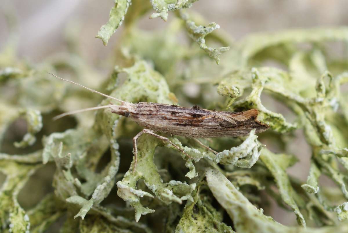 Wainscot Smudge (Ypsolopha scabrella) photographed in Kent by Dave Shenton