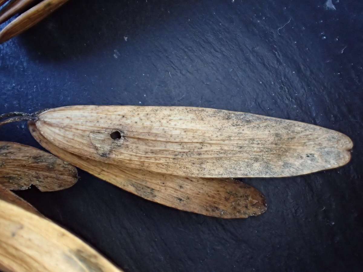 Yellow-spot Tortrix (Pseudargyrotoza conwagana) photographed at Aylesham  by Dave Shenton 