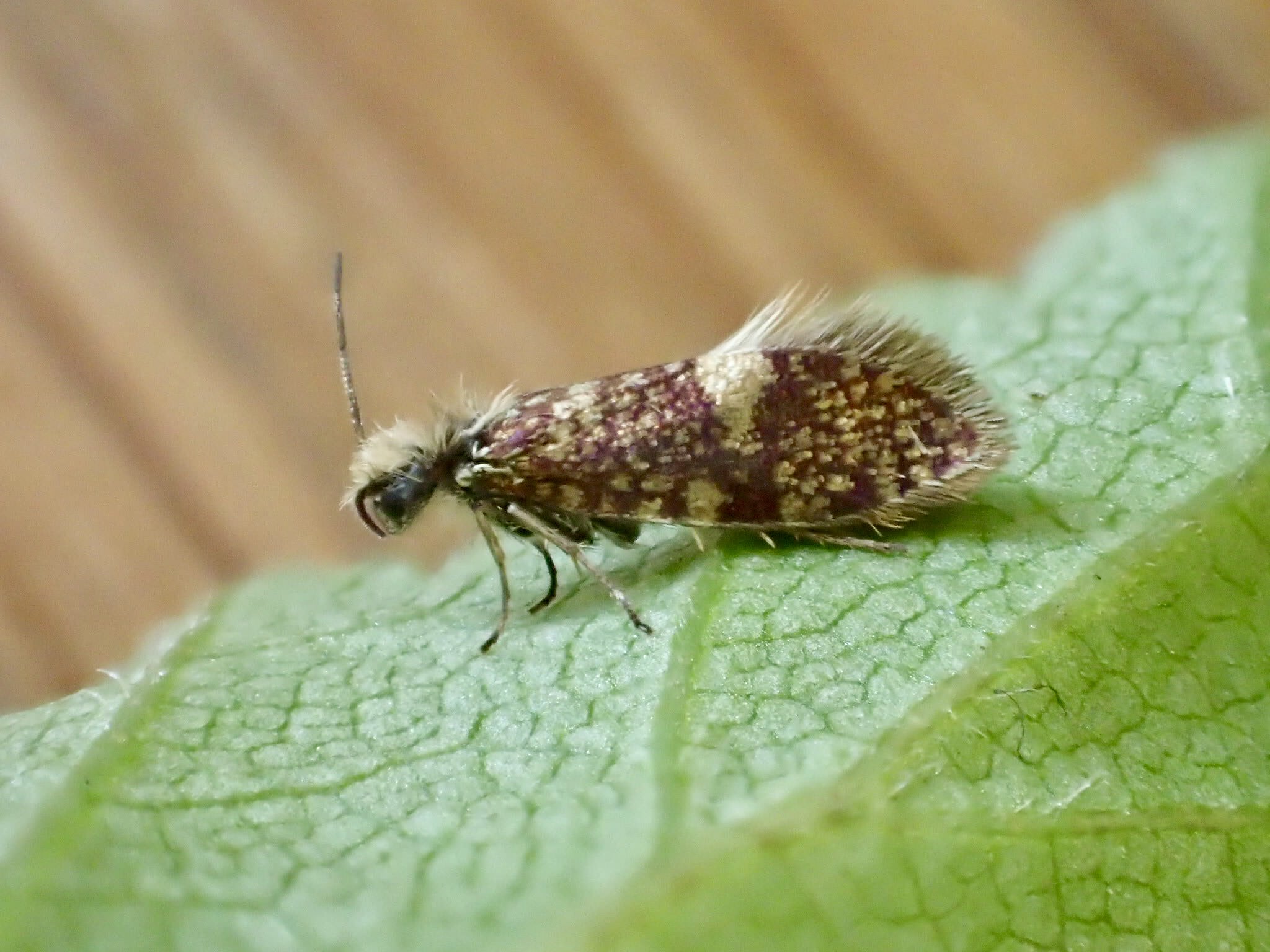 Small Birch Purple (Eriocrania salopiella) photographed at Aylesham  by Dave Shenton 