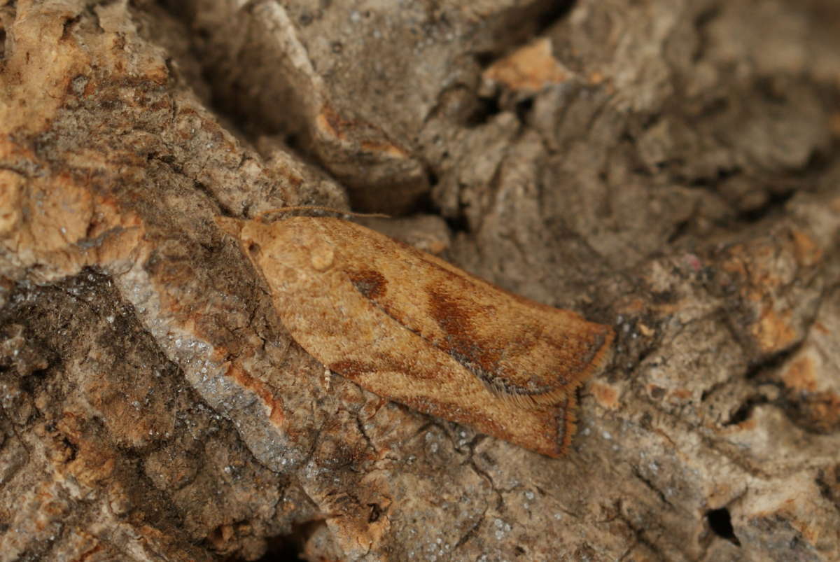 Light Brown Apple Moth (Epiphyas postvittana) photographed at Aylesham  by Dave Shenton