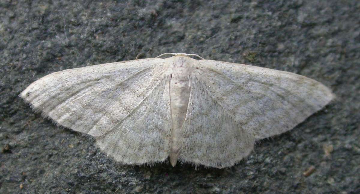 Satin Wave (Idaea subsericeata) photographed in Kent by Ross Newham 