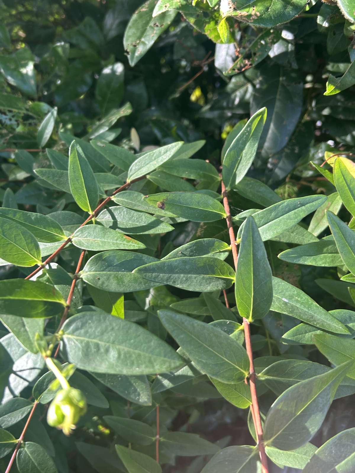 Hypericum Pigmy (Ectoedemia septembrella) photographed at Canterbury  by Dave Shenton 