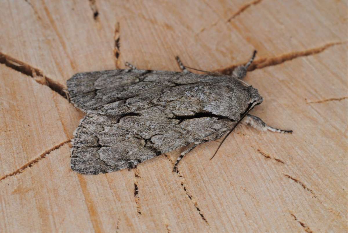 Grey Dagger (Acronicta psi) photographed in Kent by Antony Wren