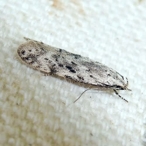 Black-speckled Groundling (Carpatolechia proximella) photographed in Kent by Barry Walter