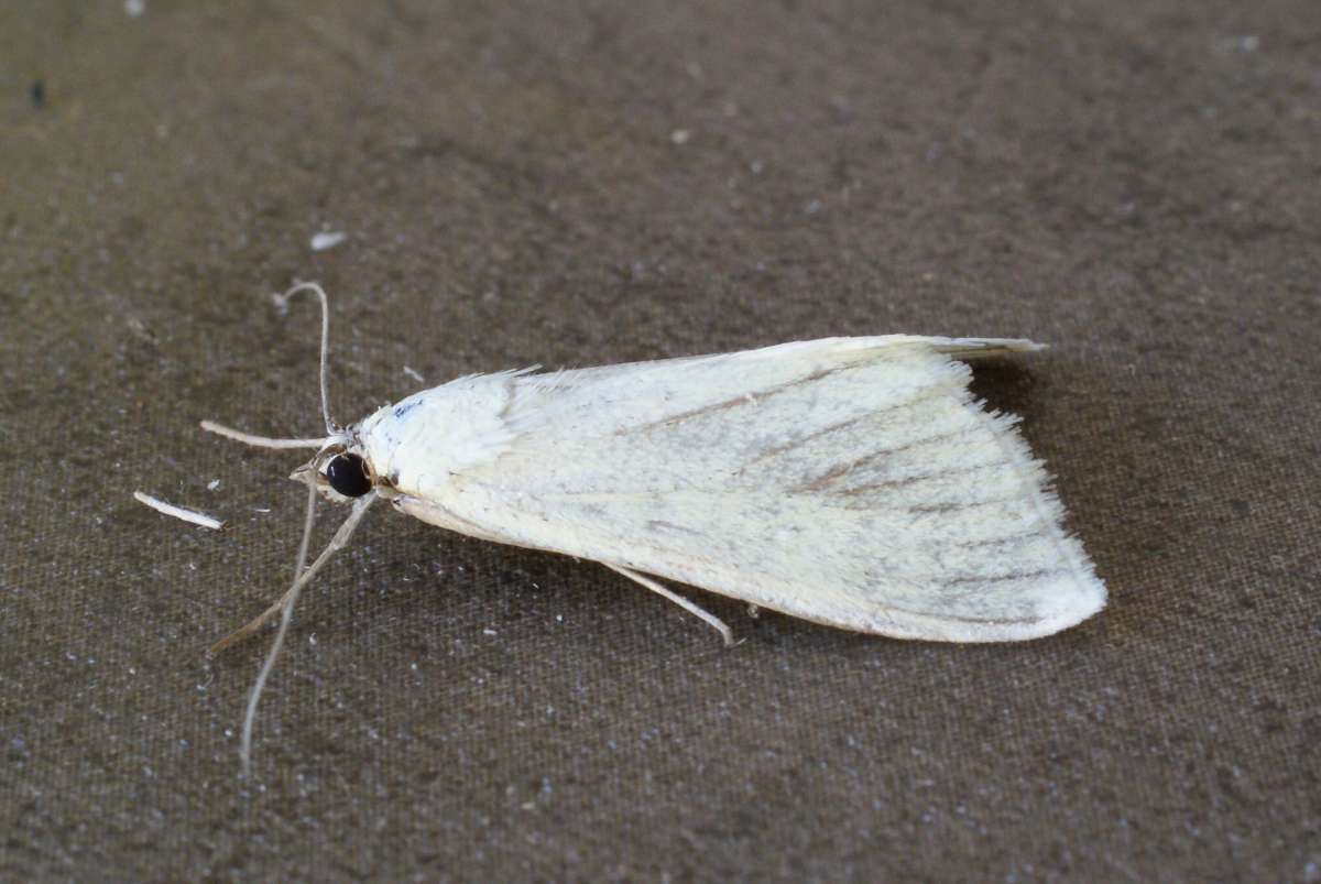 Sulphur Pearl (Sitochroa palealis) photographed at Aylesham  by Dave Shenton 