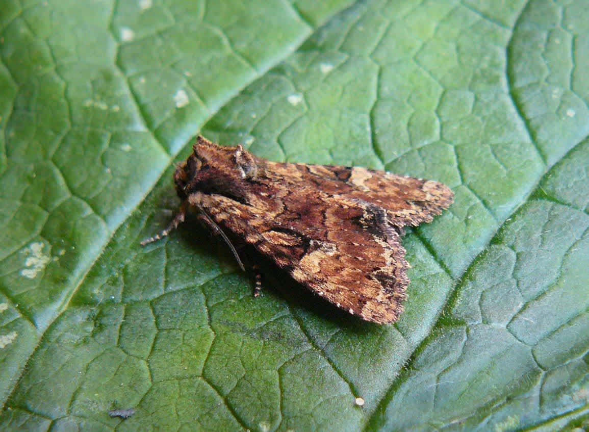 Clouded Brindle (Apamea epomidion) photographed in Kent by Fred Butcher