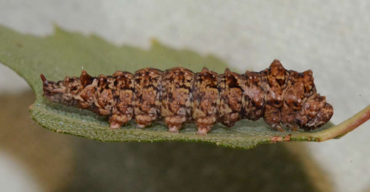 Scalloped Hook-tip (Falcaria lacertinaria) photographed at Packing Wood  by Alan Stubbs