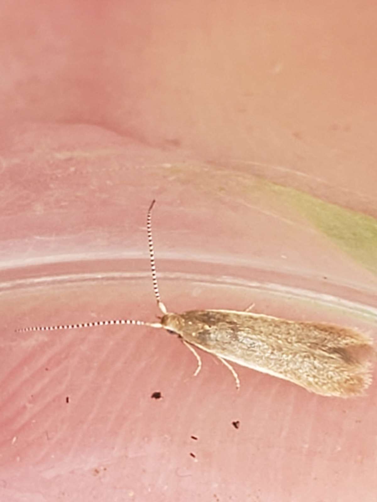 Scarce Thorn Case-bearer (Coleophora trigeminella) photographed at Preston Hill by Phil Ambler