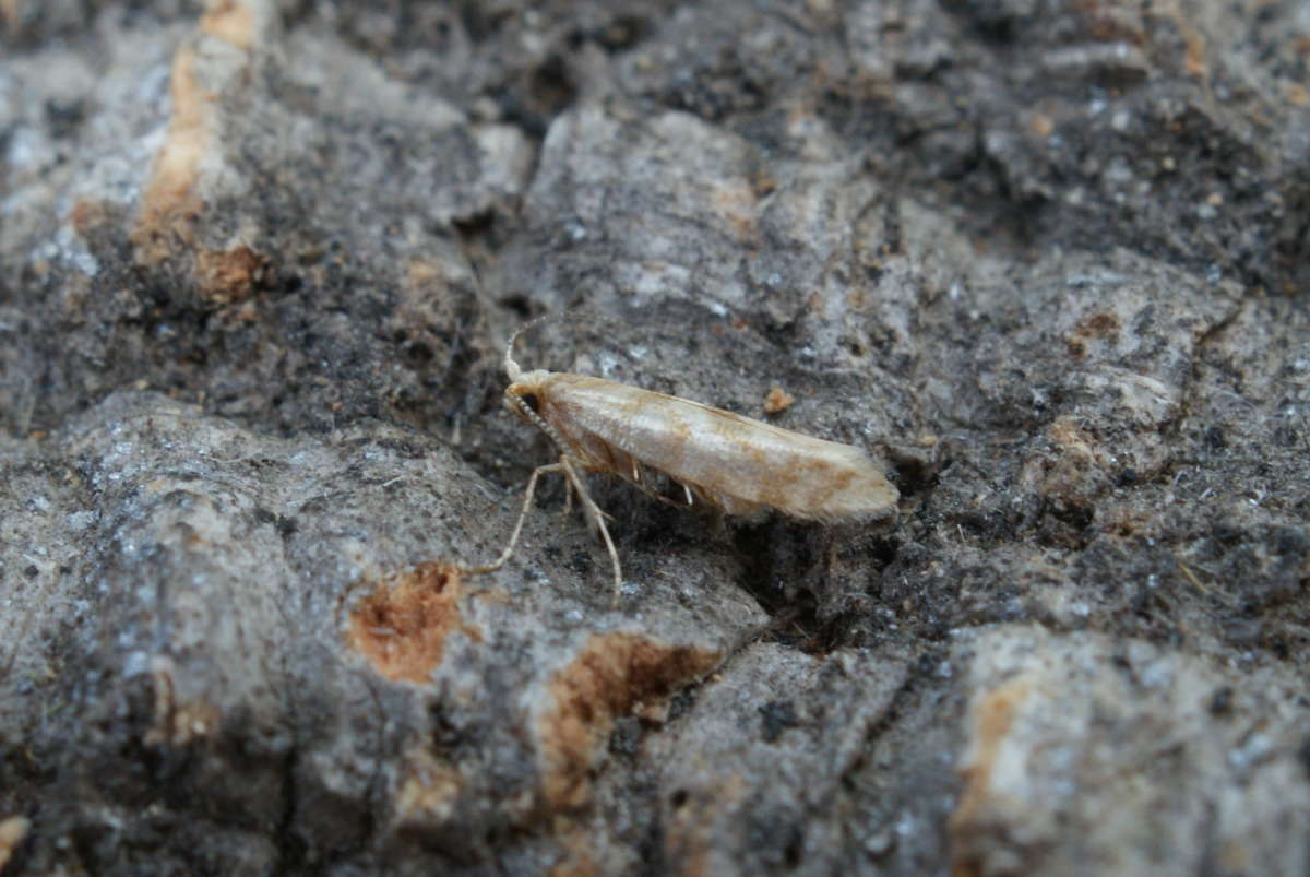 Cypress-tip Moth (Argyresthia cupressella) photographed at Aylesham  by Dave Shenton 