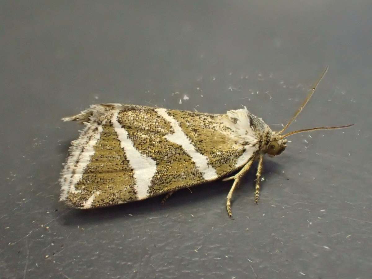 Silver Barred (Deltote bankiana) photographed at Sandwich Bay by Dave Shenton 