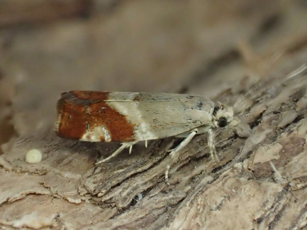 Willow Tortrix (Epinotia cruciana) photographed in Kent by Dave Shenton