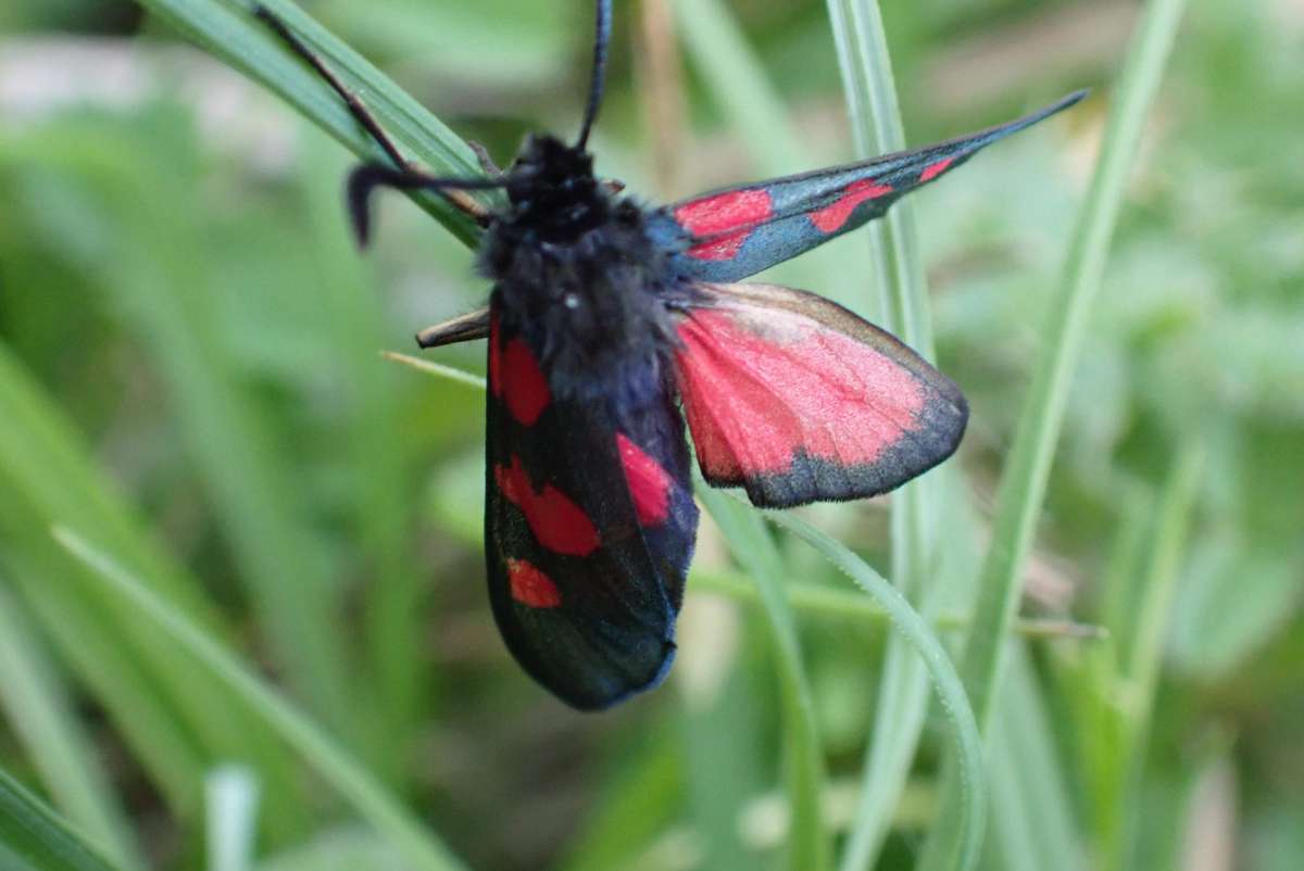 Five-Spot Burnet (Zygaena trifolii) photographed in Kent by Oliver Bournat