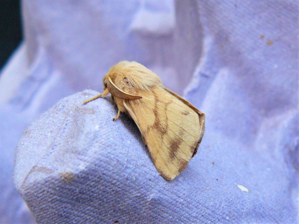 Ground Lackey (Malacosoma castrensis) photographed at Grain  by Fred Butcher 