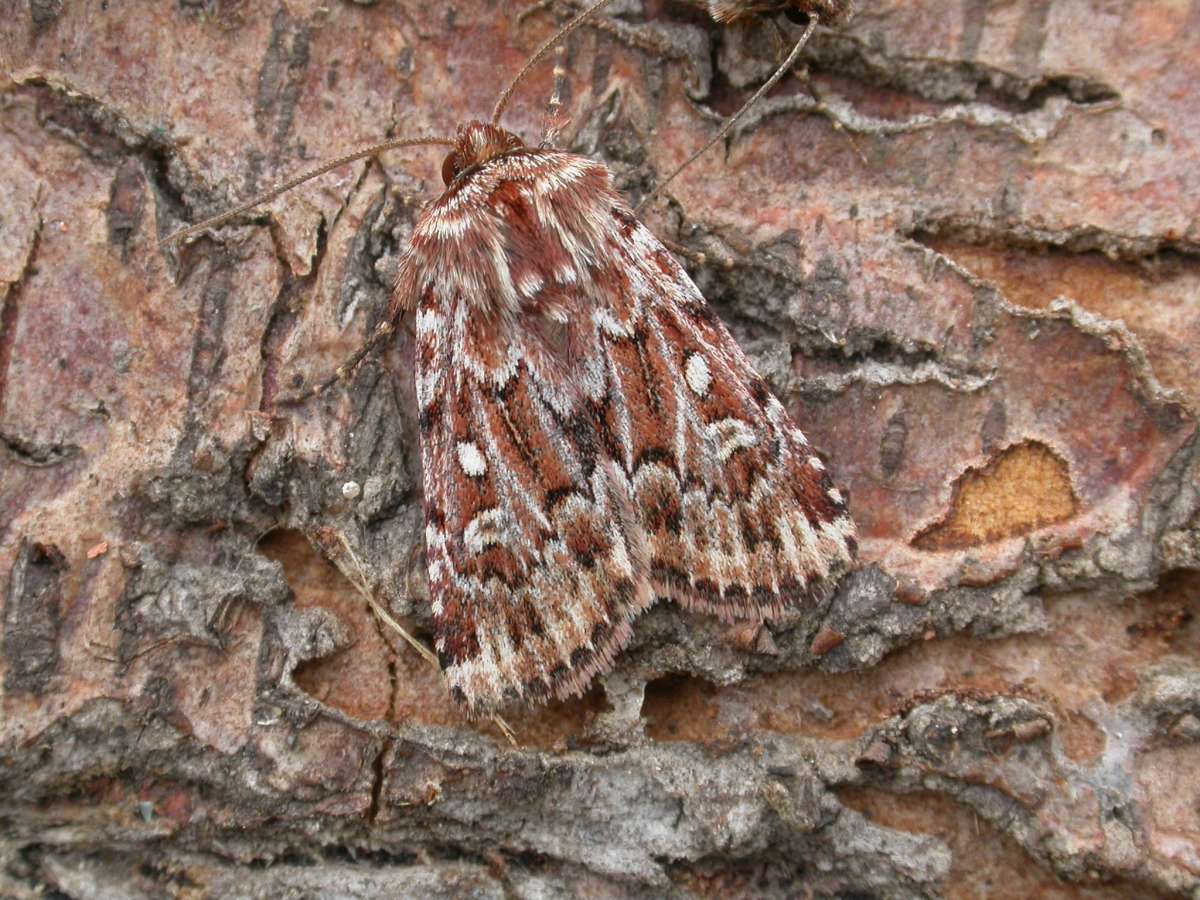 True Lover's Knot (Lycophotia porphyrea) photographed in Kent by Peter Maton 