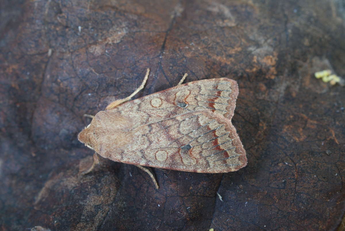 The Brick (Agrochola circellaris) photographed in Kent by Dave Shenton 