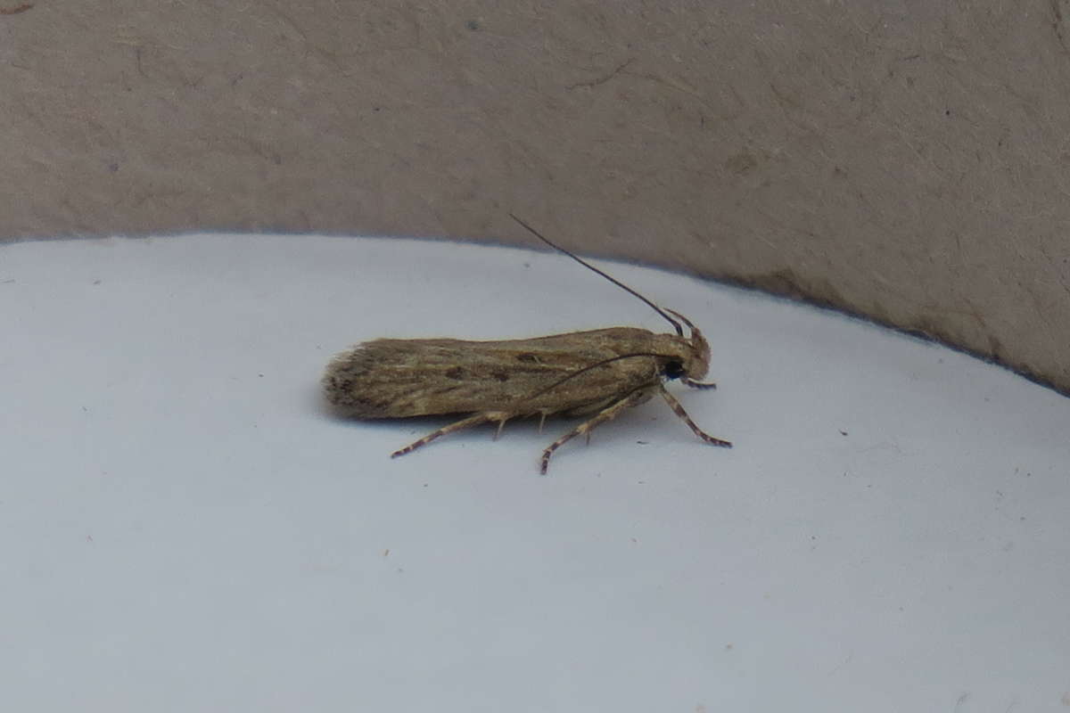 Dusky Groundling (Aroga velocella) photographed at Hothfield  by Terry Dunk