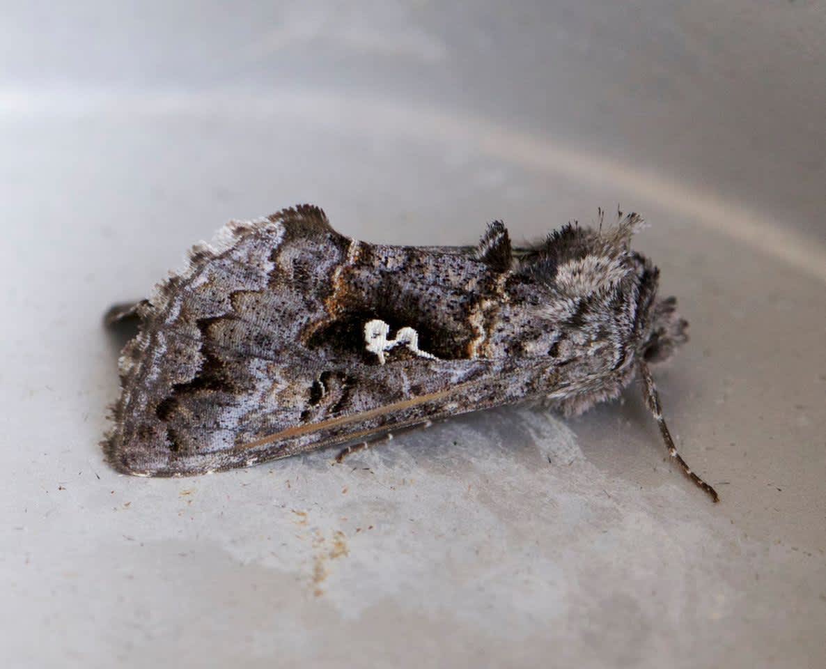 Scarce Silver Y (Syngrapha interrogationis) photographed in Kent by Andy Taylor