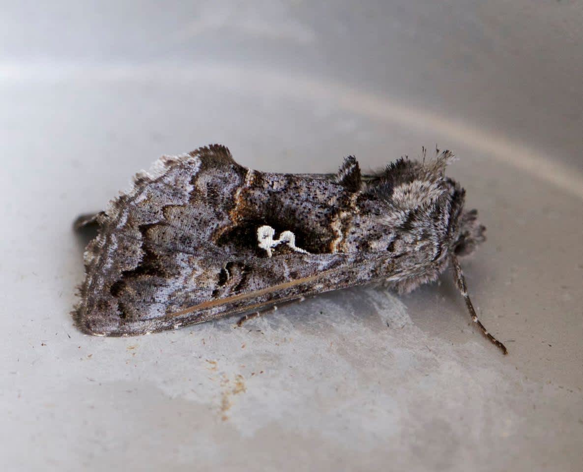 Scarce Silver Y (Syngrapha interrogationis) photographed in Kent by Andy Taylor