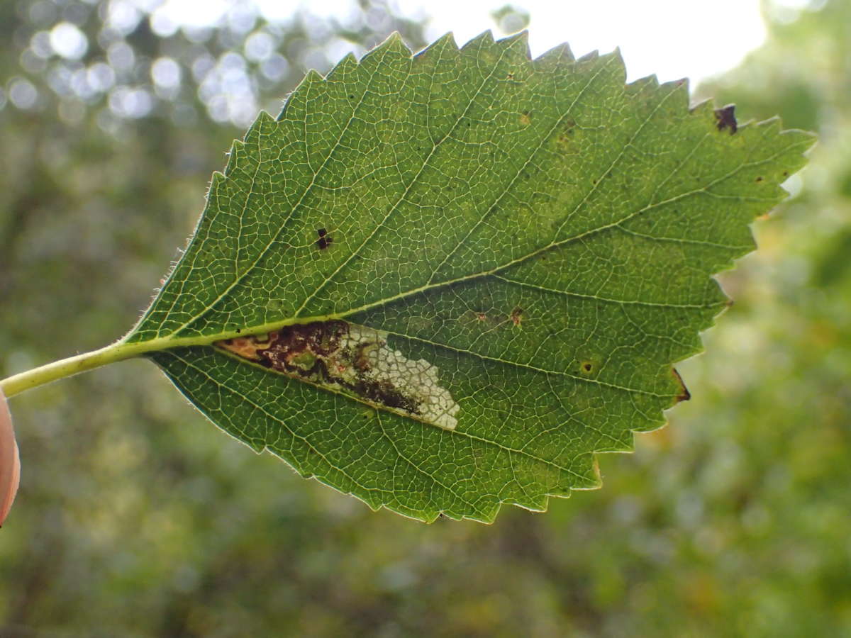 Broken-barred Pigmy (Ectoedemia minimella) photographed at Covet Wood by Dave Shenton 