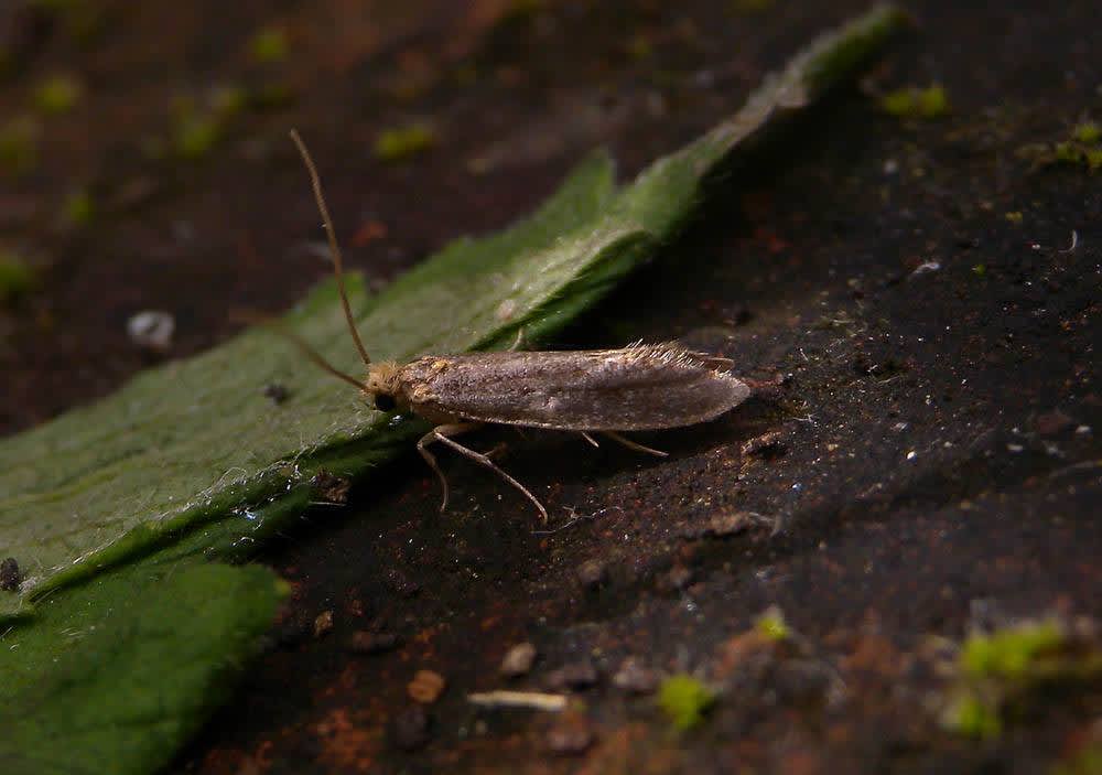 Felt Clothes Moth (Monopis imella) photographed in Kent by Andrew Lawson 