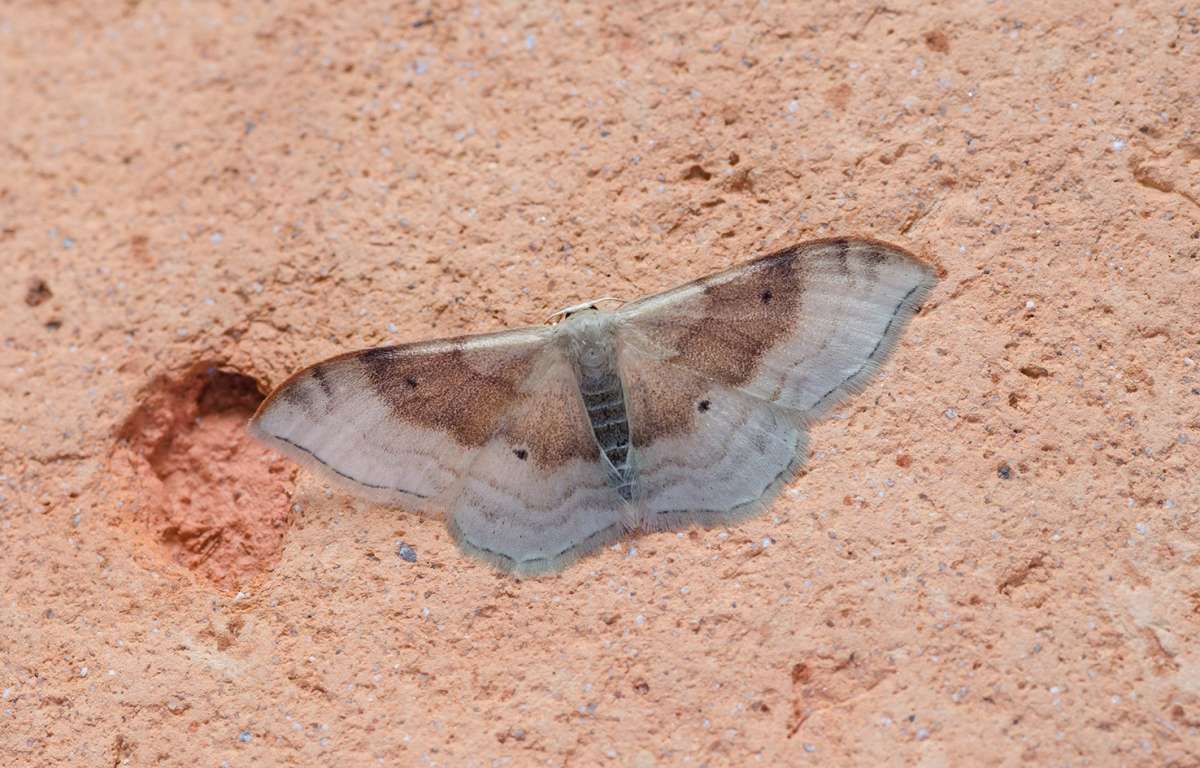 Portland Ribbon Wave (Idaea degeneraria) photographed in Kent by Darren Taylor 