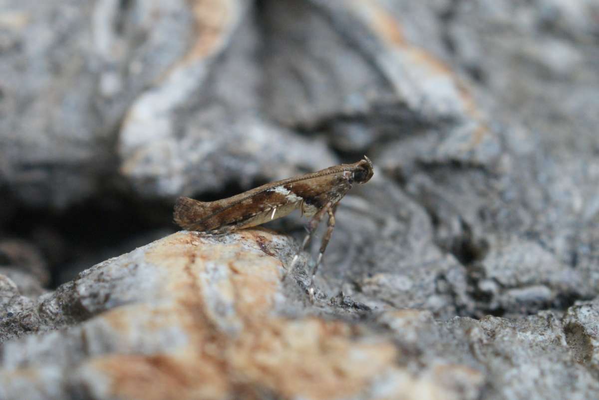 Maple Slender (Caloptilia semifascia) photographed in Kent by Dave Shenton 