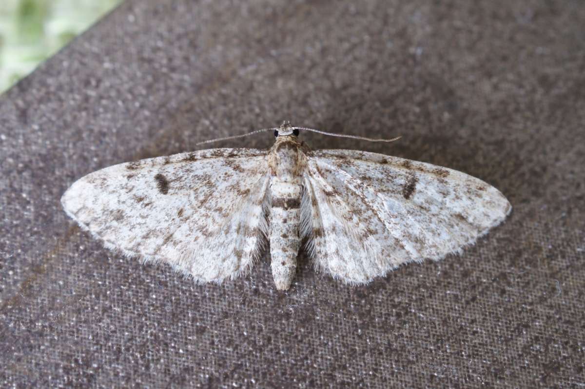 Dwarf Pug (Eupithecia tantillaria) photographed in Kent by Dave Shenton 