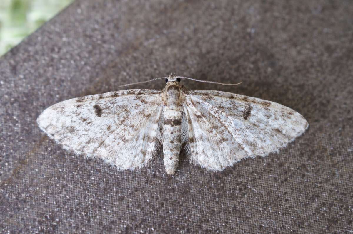 Dwarf Pug (Eupithecia tantillaria) photographed in Kent by Dave Shenton 