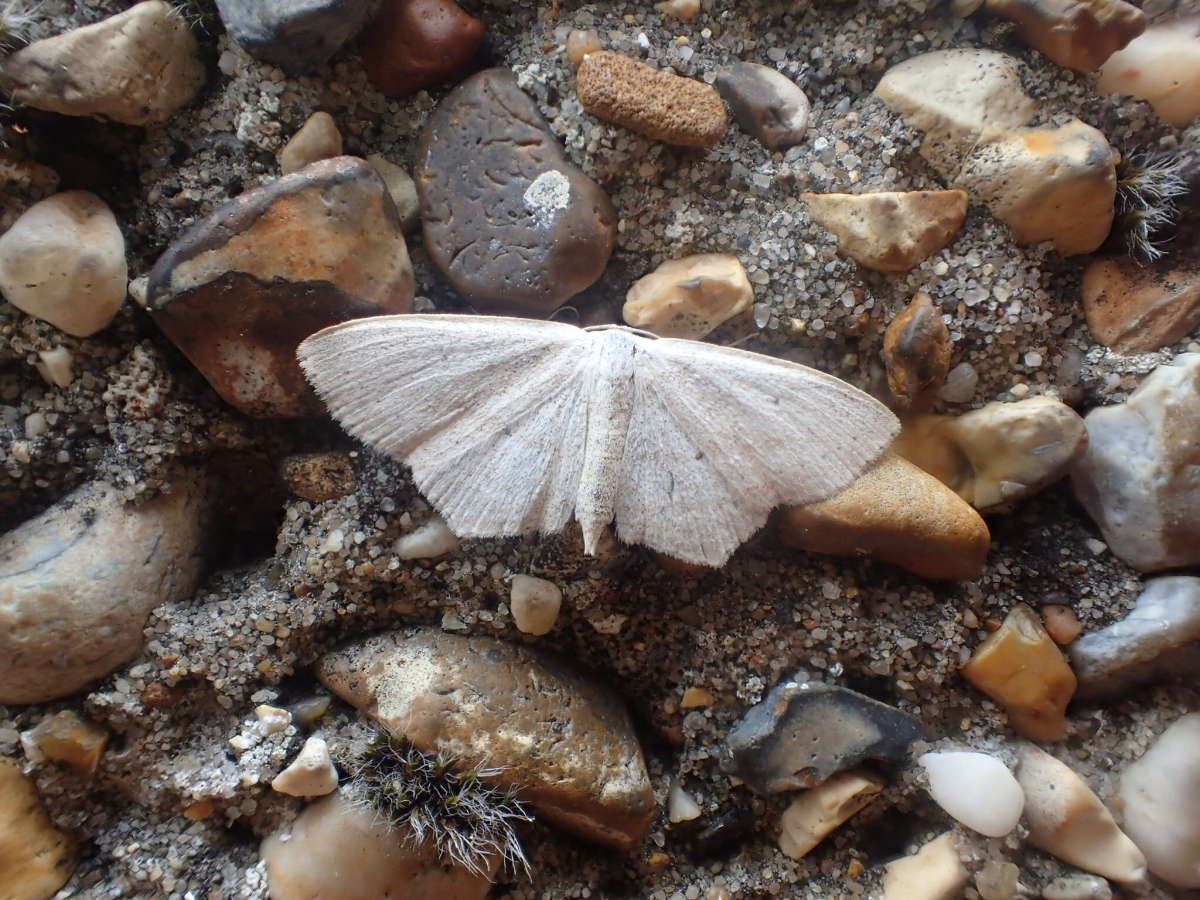 Rosy Wave (Scopula emutaria) photographed at Oare Marshes  by Dave Shenton