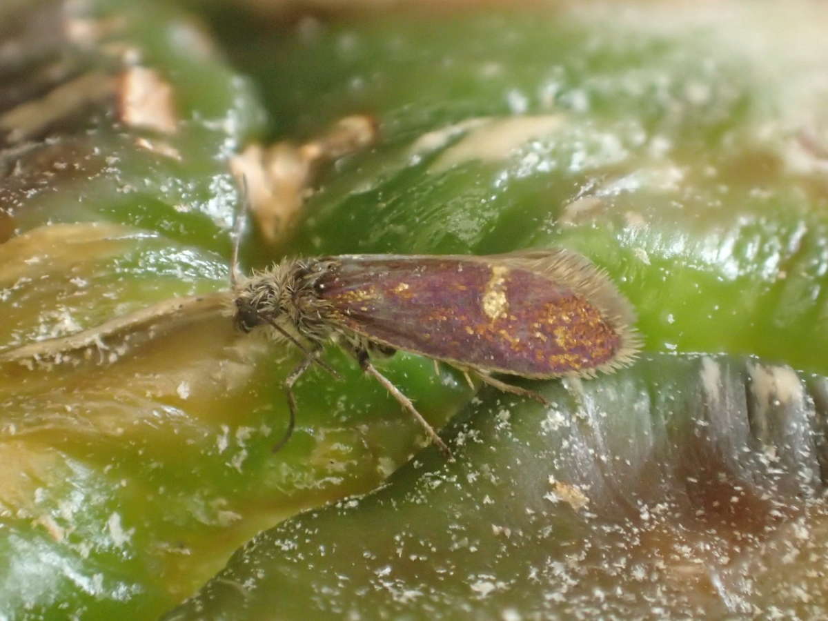 White-spot Purple (Eriocrania unimaculella) photographed in Kent by Dave Shenton