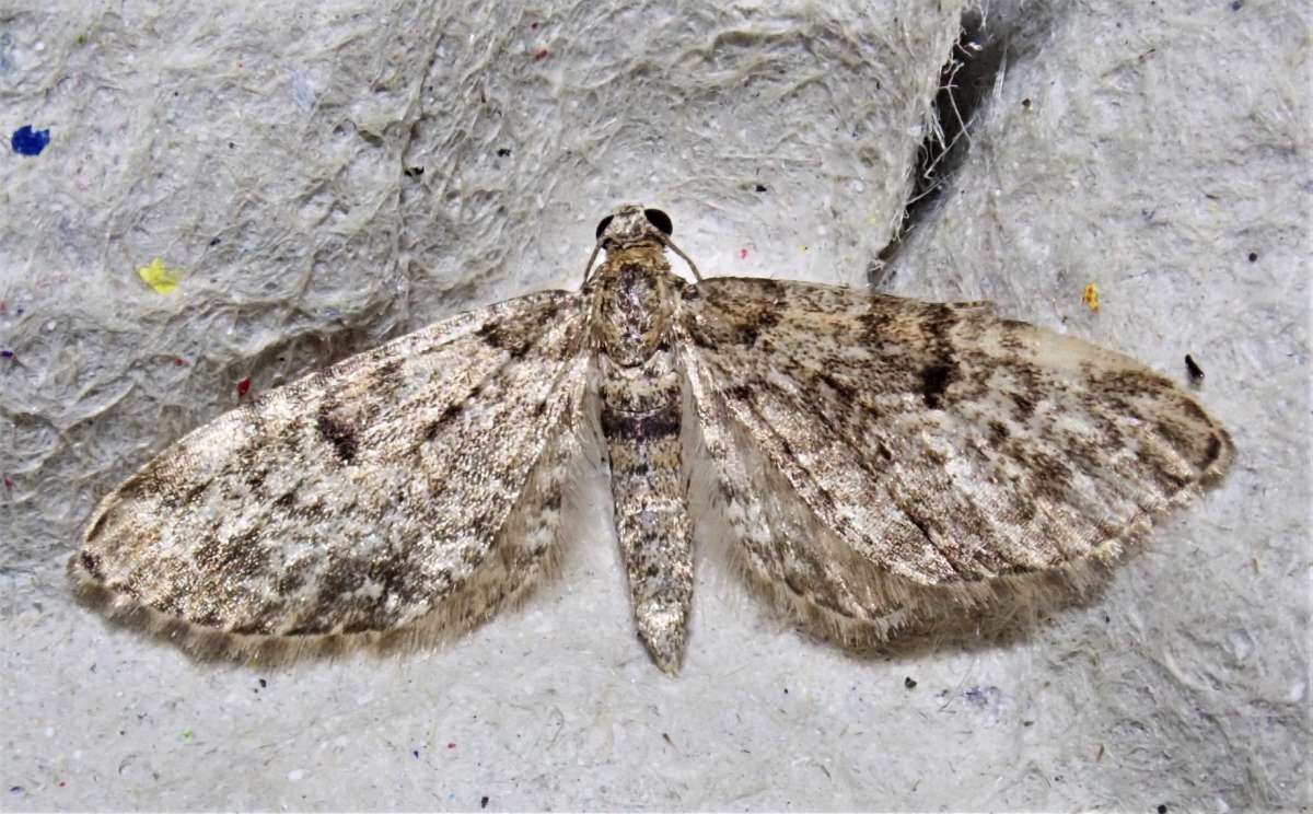 Dwarf Pug (Eupithecia tantillaria) photographed in Kent by John Dale 