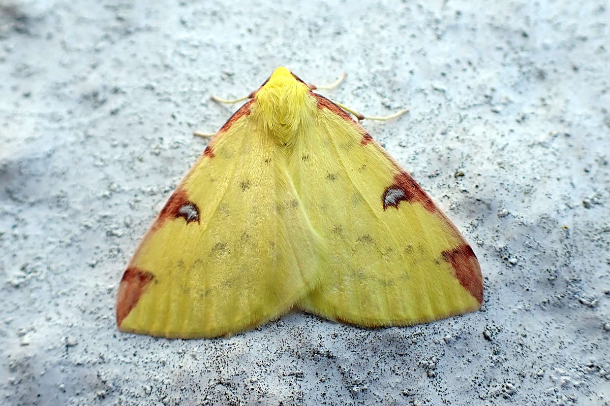 Brimstone Moth (Opisthograptis luteolata) photographed at Maidstone by M & K Rutter 