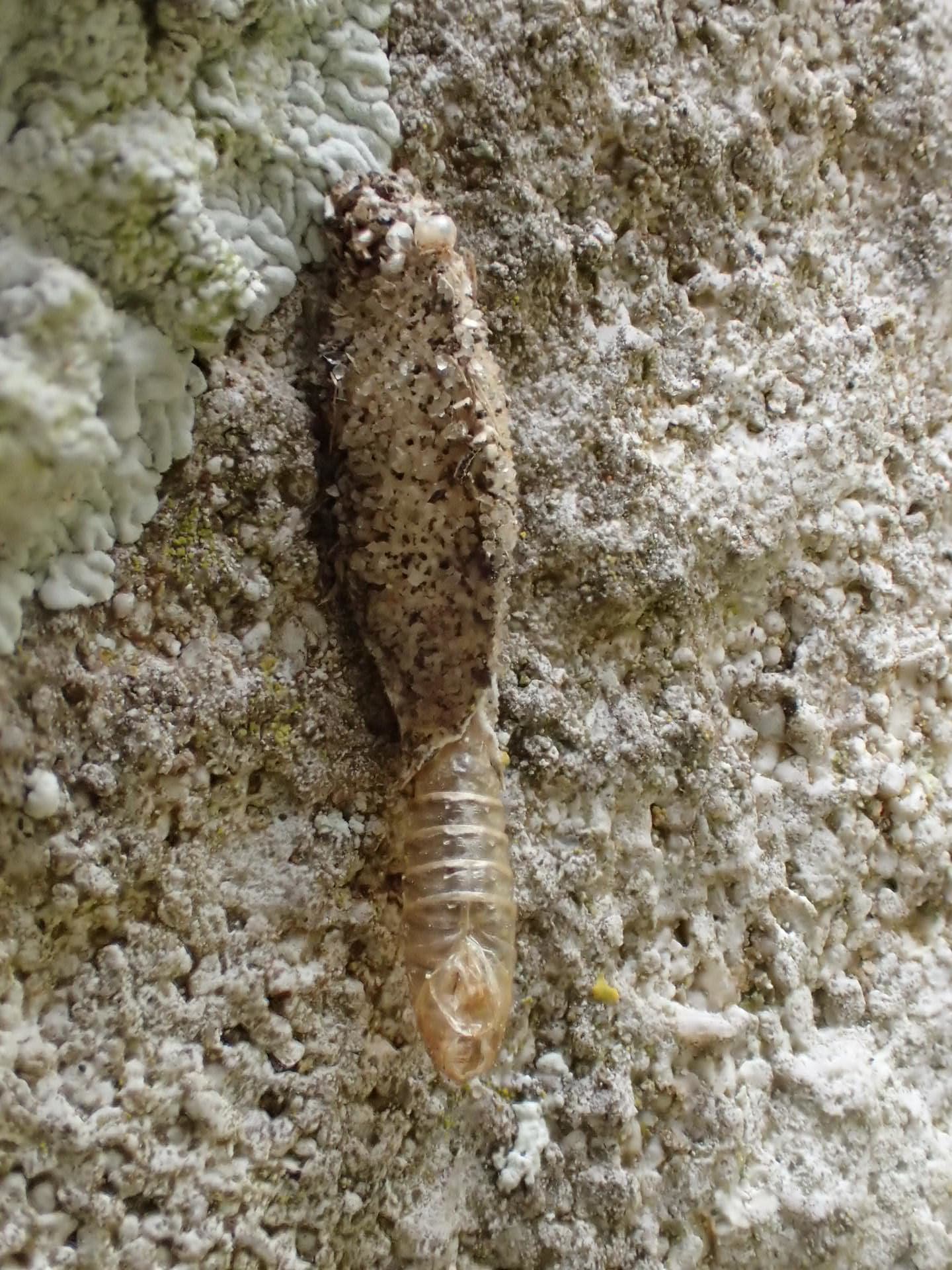 Narrow Lichen Bagworm (Dahlica triquetrella) photographed at Ash Church by Dave Shenton 