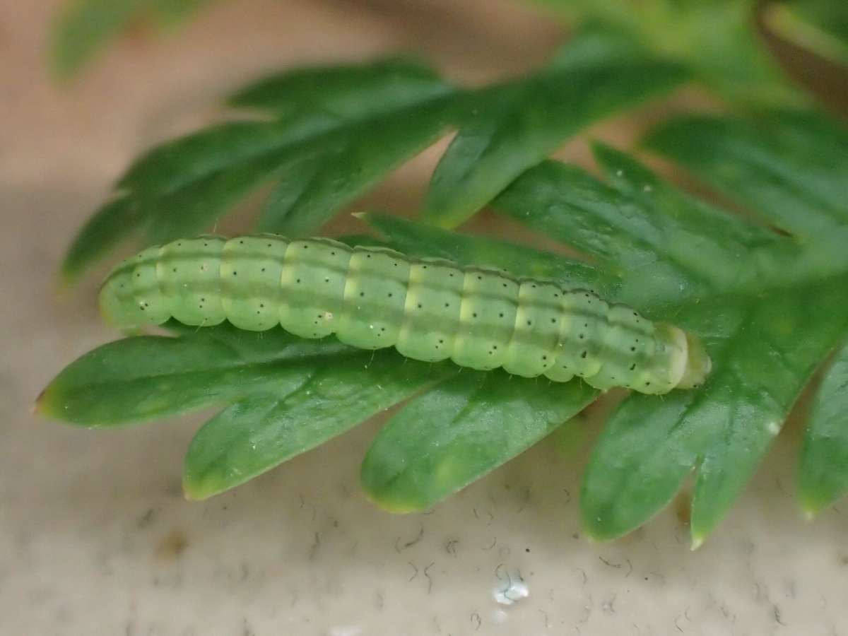 Brown-spot Flat-body (Agonopterix alstromeriana) photographed at Aylesham  by Dave Shenton 